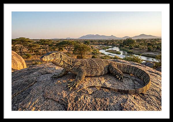 Nile Monitor Resting On Rock