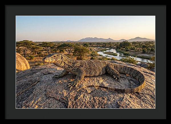 Nile Monitor Resting On Rock