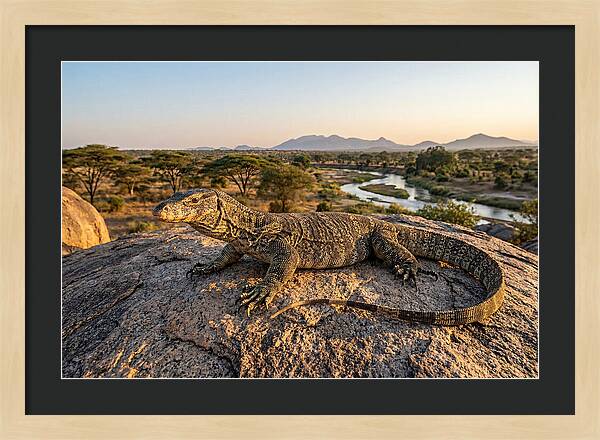 Nile Monitor Resting On Rock