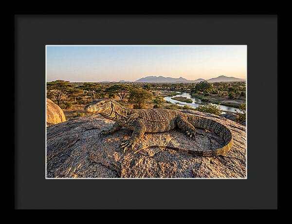 Nile Monitor Resting On Rock