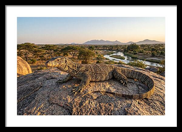 Nile Monitor Resting On Rock