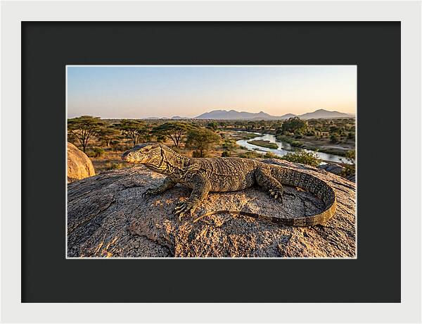 Nile Monitor Resting On Rock