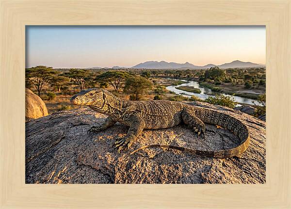 Nile Monitor Resting On Rock