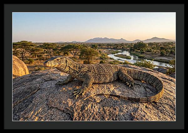 Nile Monitor Resting On Rock