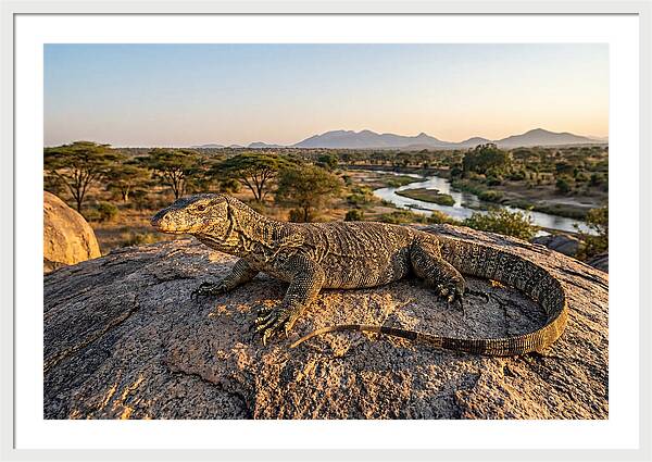 Nile Monitor Resting On Rock