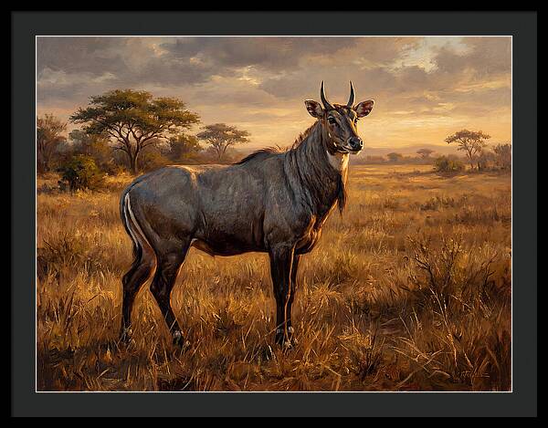 Nilgai Standing Proudly In The Grasslands