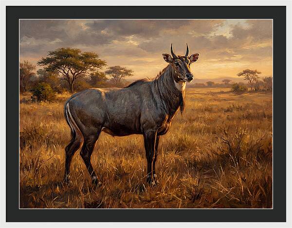 Nilgai Standing Proudly In The Grasslands