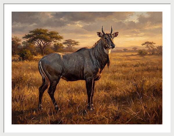 Nilgai Standing Proudly In The Grasslands