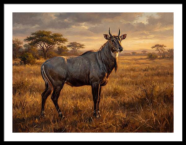 Nilgai Standing Proudly In The Grasslands