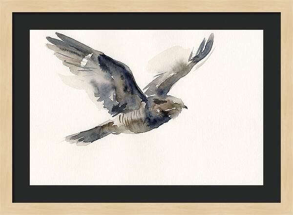 Nocturnal Flight Of The Nightjar