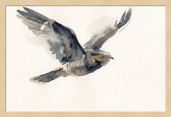 Nocturnal Flight Of The Nightjar
