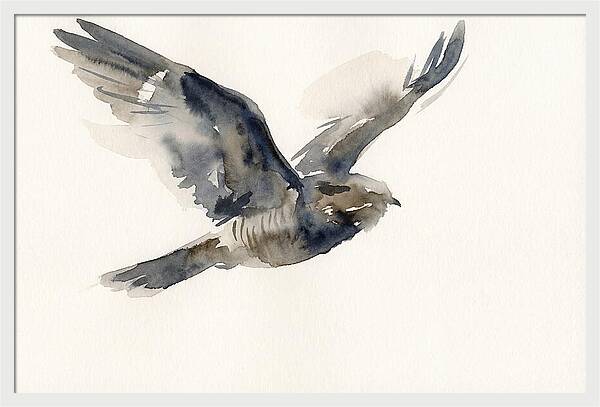 Nocturnal Flight Of The Nightjar