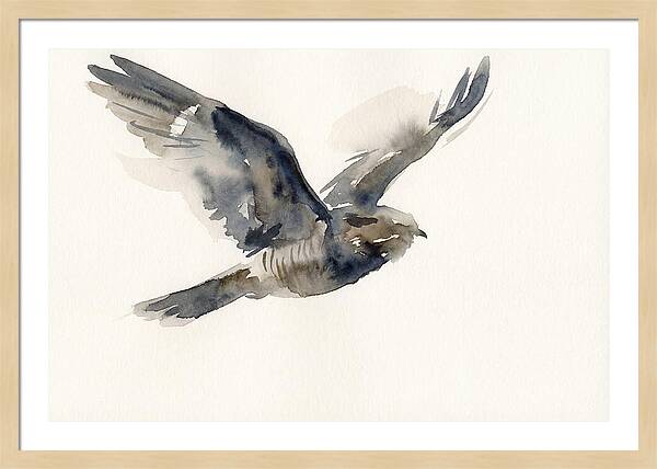 Nocturnal Flight Of The Nightjar