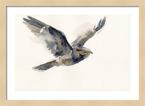 Nocturnal Flight Of The Nightjar