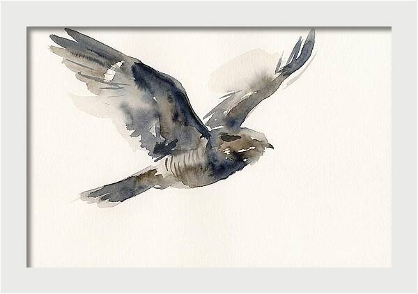 Nocturnal Flight Of The Nightjar