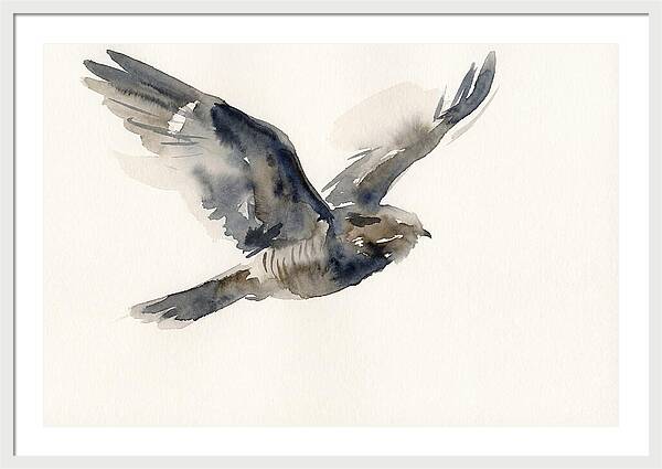 Nocturnal Flight Of The Nightjar