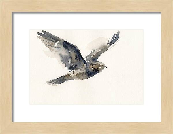 Nocturnal Flight Of The Nightjar