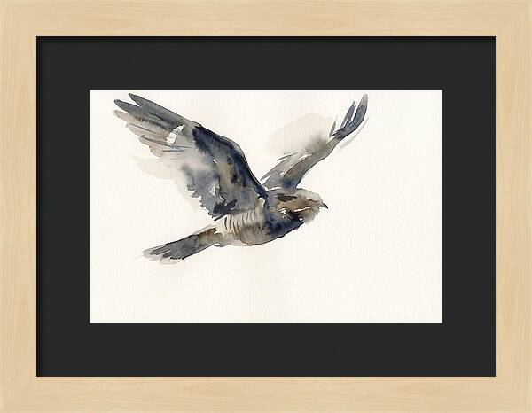 Nocturnal Flight Of The Nightjar