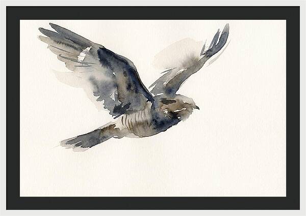 Nocturnal Flight Of The Nightjar