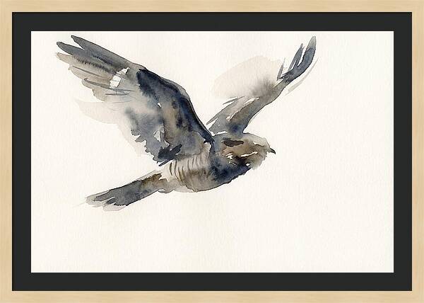 Nocturnal Flight Of The Nightjar