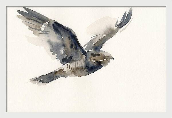 Nocturnal Flight Of The Nightjar