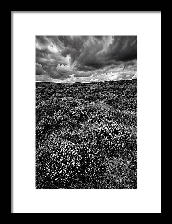 North York Moors Bloom Detail