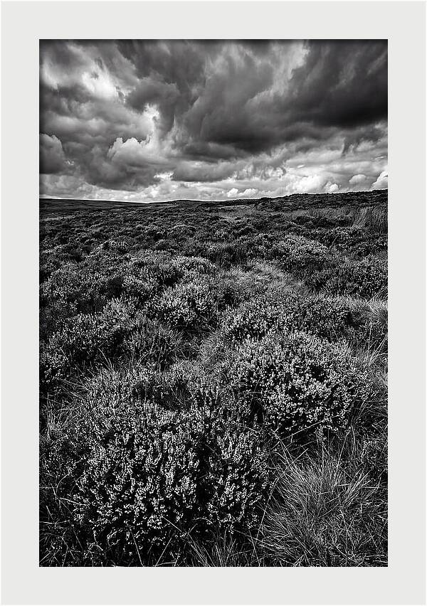 North York Moors Bloom Detail
