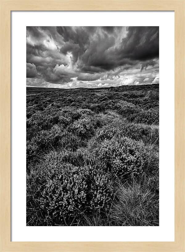 North York Moors Bloom Detail