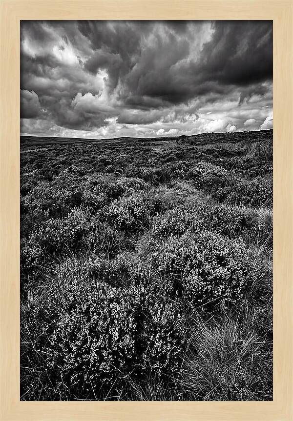 North York Moors Bloom Detail