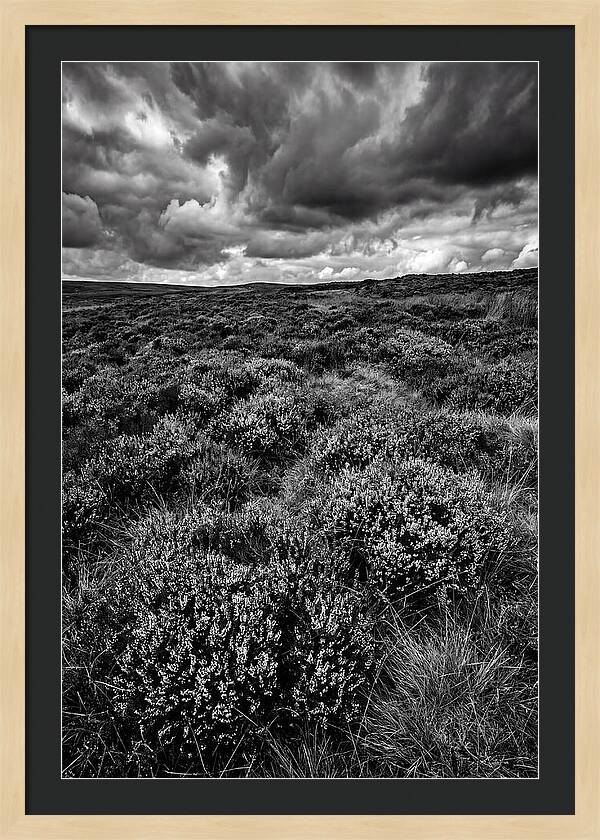 North York Moors Bloom Detail