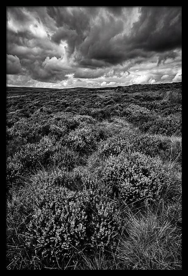 North York Moors Bloom Detail