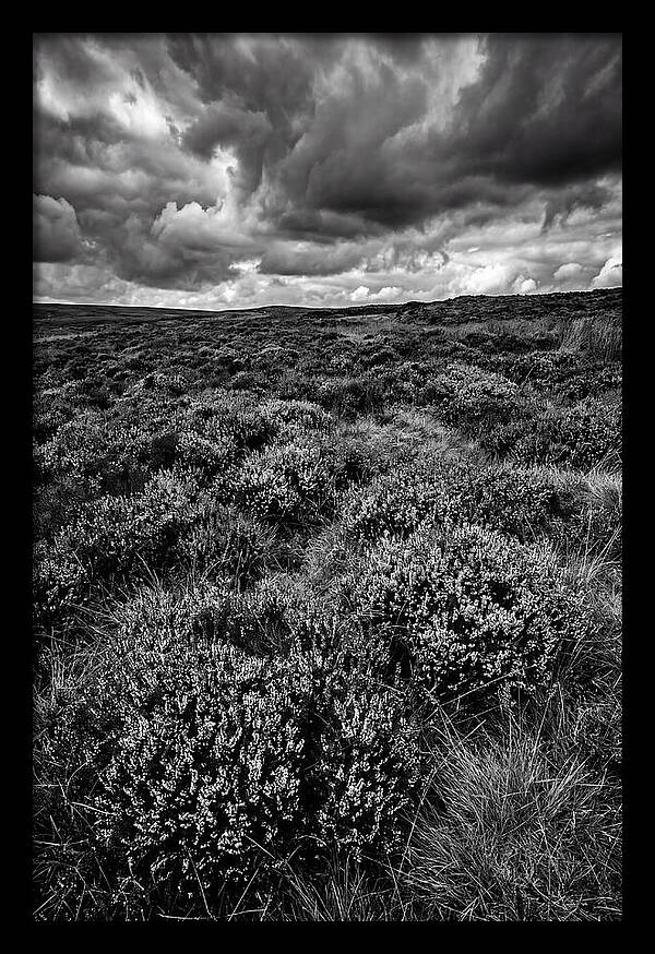 North York Moors Bloom Detail
