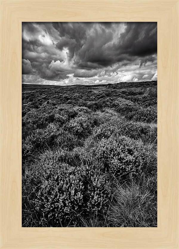North York Moors Bloom Detail