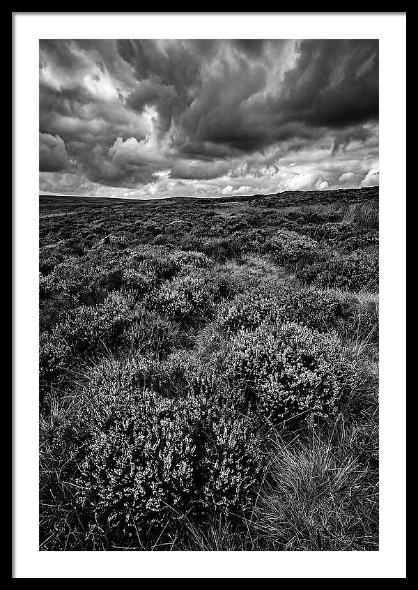 North York Moors Bloom Detail
