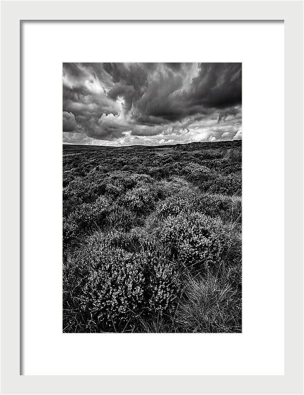 North York Moors Bloom Detail