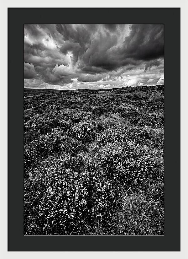 North York Moors Bloom Detail