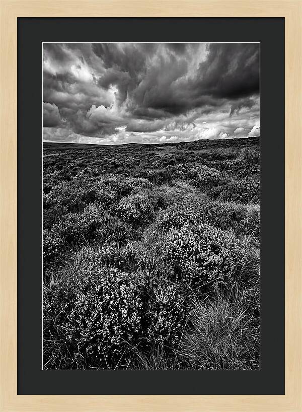 North York Moors Bloom Detail