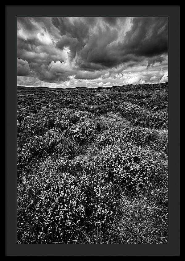 North York Moors Bloom Detail