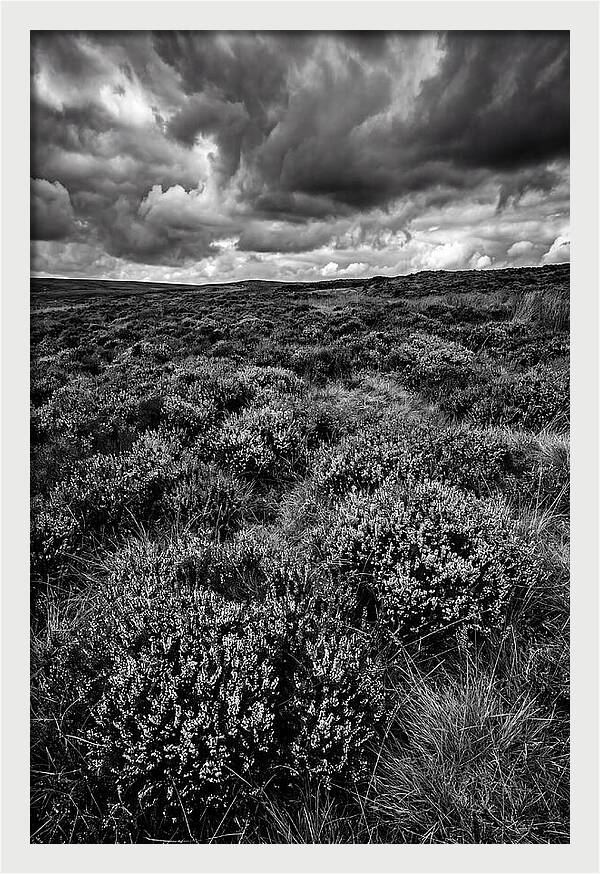 North York Moors Bloom Detail