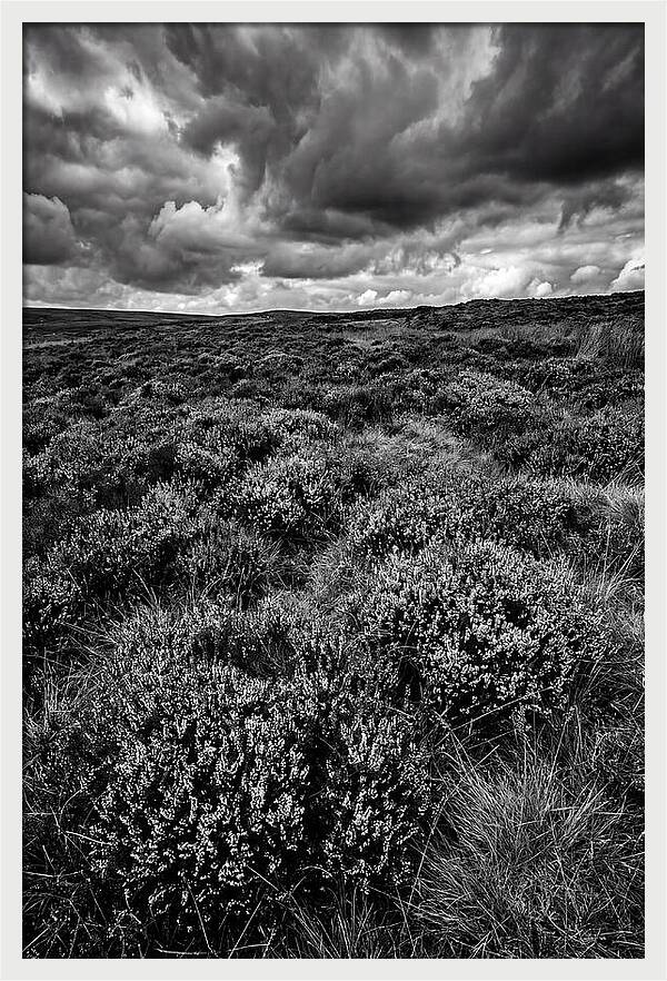 North York Moors Bloom Detail