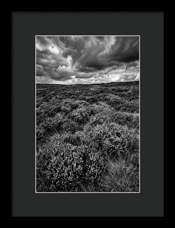 North York Moors Bloom Detail
