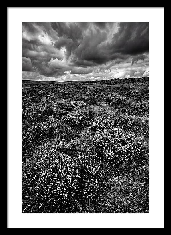 North York Moors Bloom Detail