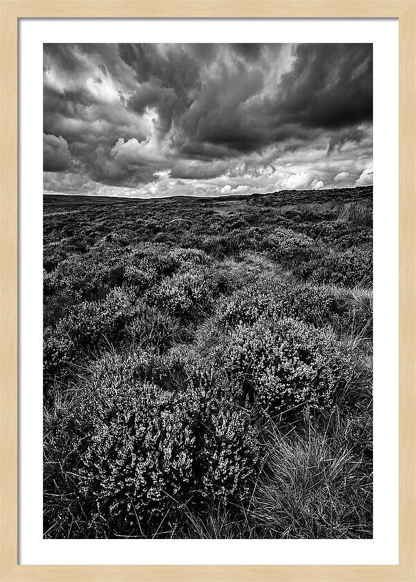 North York Moors Bloom Detail