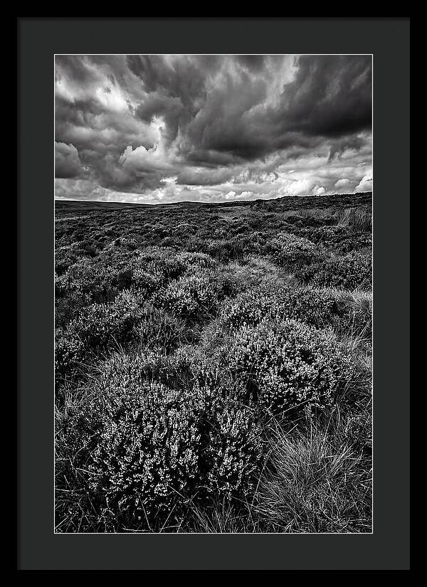 North York Moors Bloom Detail
