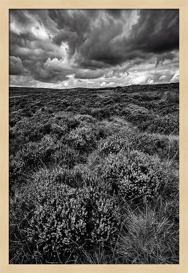 North York Moors Bloom Detail