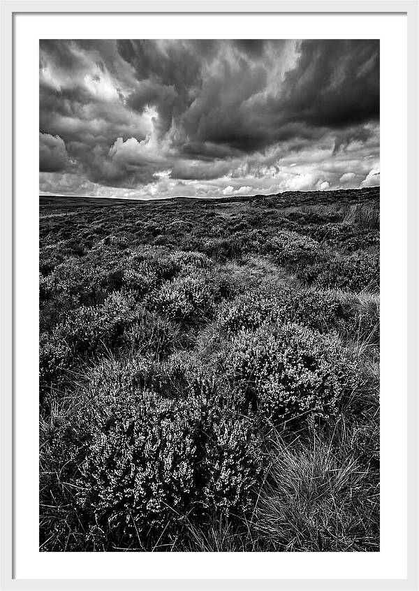 North York Moors Bloom Detail