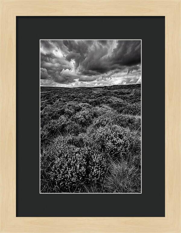 North York Moors Bloom Detail
