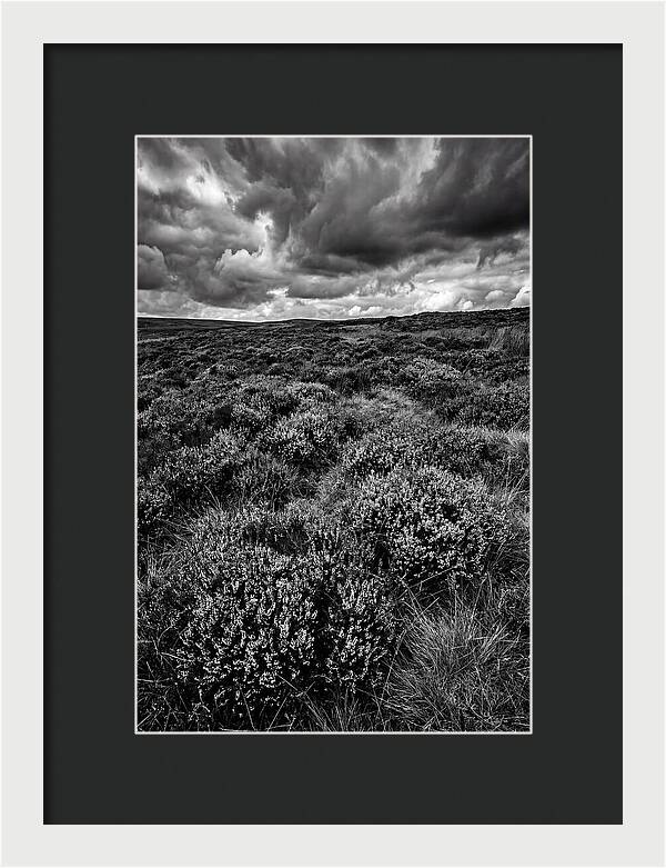 North York Moors Bloom Detail