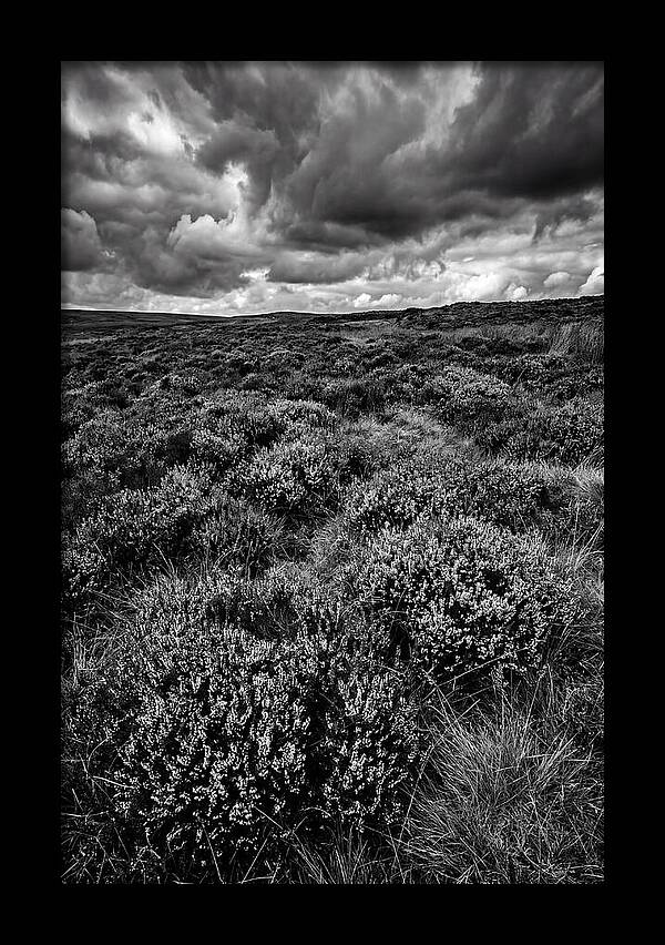 North York Moors Bloom Detail