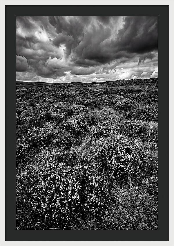 North York Moors Bloom Detail
